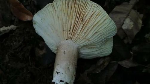 广东祖孙3人食用毒蘑菇致死 有毒蘑菇都长这样