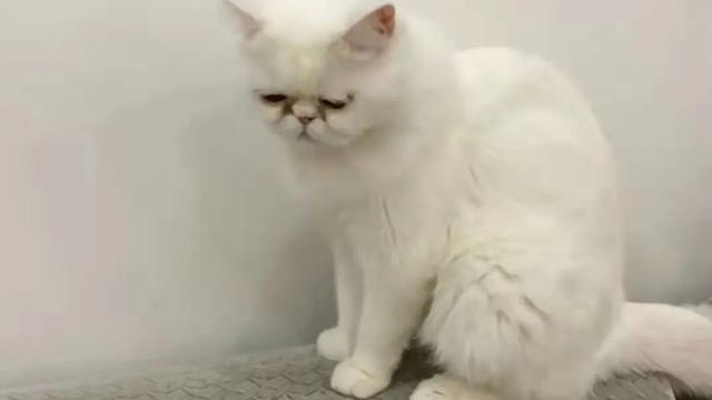 哈尔滨出现3只猫两次核酸呈阳性 无奈只能被执行安乐死